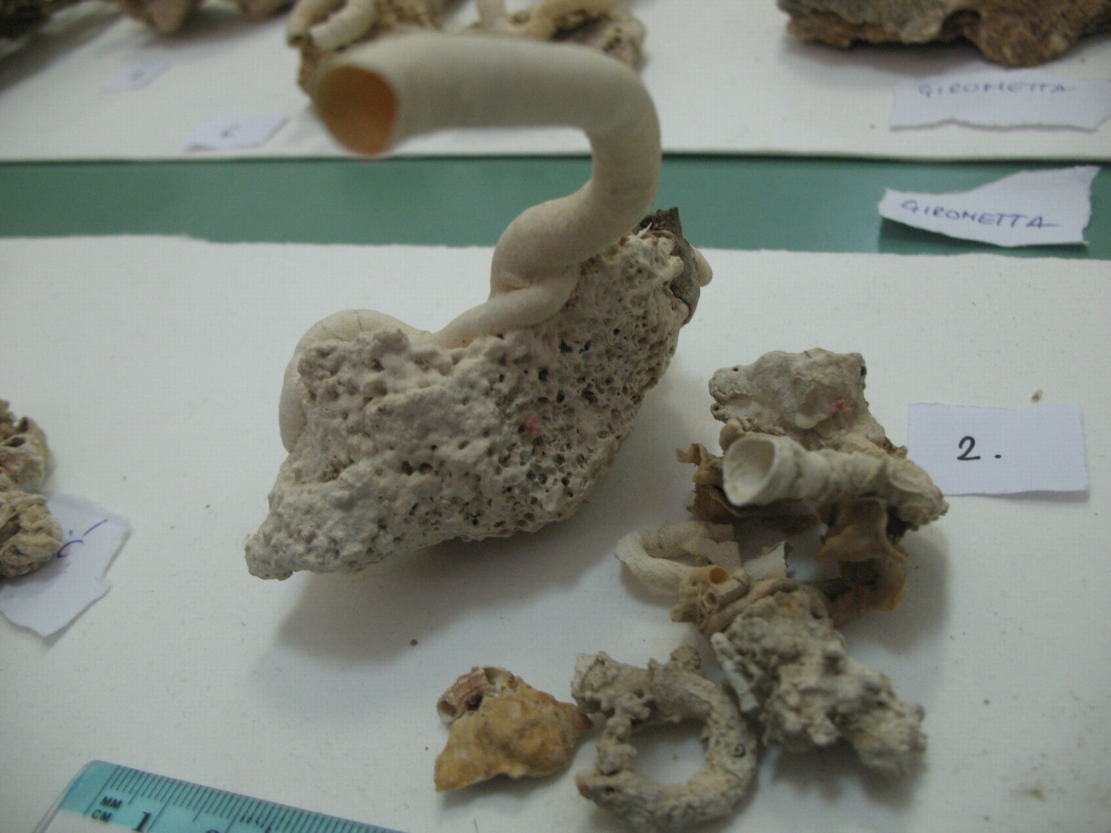 Vermes e Mollusca